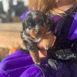 Forest - Blue merle male Assorted Doodle Crosses puppy in Randolph, Utah from Dry Canyon Pups