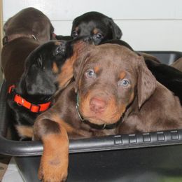 Doberman Pinscher Puppies from Dagobah Dobermans