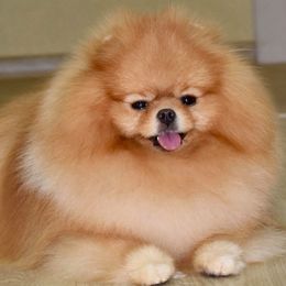 Lou - Pomeranian