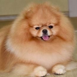 Lou - Pomeranian