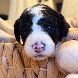Gomez - Parti male Goldendoodle puppy in Saint Louis, Missouri from Jax Doodles