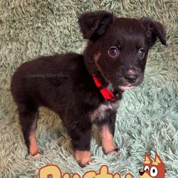 Rusty - Black tri male Miniature American Shepherd puppy in Millington, Tennessee from Goading Glee Glade
