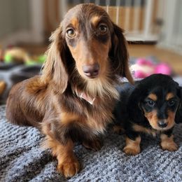 Dachshund Puppies from Kingpin Doxies