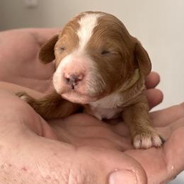 Hulk-Green - Red  male Goldendoodle puppy in Asheboro, North Carolina from Southern Bred Pups