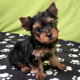 CoCo - Blue and gold male Yorkshire Terrier puppy in Monticello, Iowa from Ashley’s Puppies