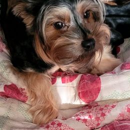 Lotus - Yorkipoo