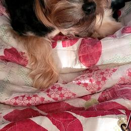 Lotus - Yorkipoo