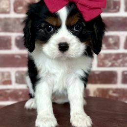 Fanny - Tri-color female Cavalier King Charles Spaniel puppy in Ammon, Idaho from Ammon Acres Cavaliers