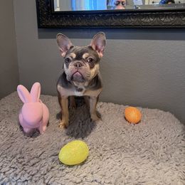 Luna ( pink collar) - Tricolors French Bulldog puppy in Fort Worth, Texas from North Side Frenchies Texas