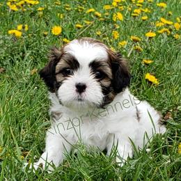 Goldendoodles, Poodles, and Shichons from Kinzor Kennels