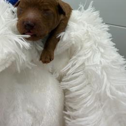 Blue collar male - Red  male Poodle puppy in San Benito, Texas from Irene's Poodles