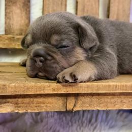 Boy 4 - Tricolors male French Bulldog puppy in Garland, Texas from Brewer's Doodles and French Bulldogs