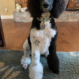 Goldendoodle and Poodle All Grown Up from Rainbow Poodles and Doodles of Oklahoma