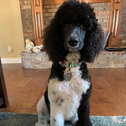 Goldendoodle and Poodle All Grown Up from Rainbow Poodles and Doodles of Oklahoma