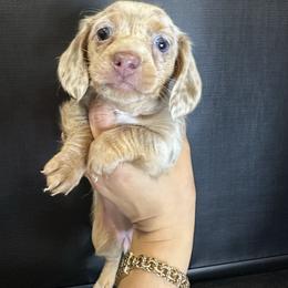 Sweetie girl - Chocolate and tan female Dachshund puppy in Nederland, Texas from M & M Pups
