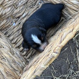 Tabby - Black rust and white female Bernese Mountain Dog puppy in Falls Mills, Virginia from Buck’s Bernese