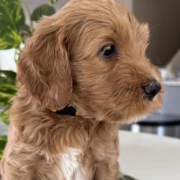 Blondie - Apricot female Goldendoodle puppy in Gilbert, Arizona from DogHouse Doodles