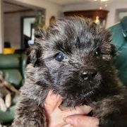 Bouvier des Flandres from Wise Choice Bouviers