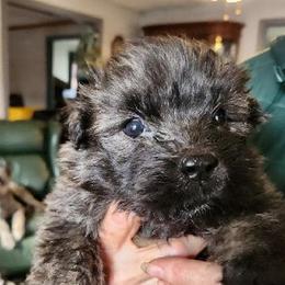 Bouvier des Flandres from Wise Choice Bouviers