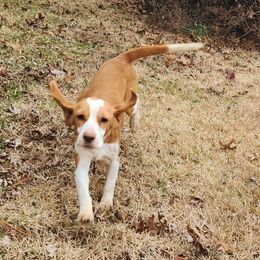 Goldie - Beagle