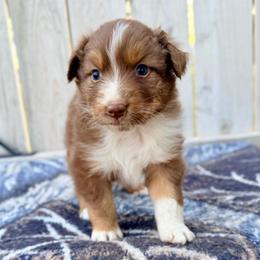 Roper - Red tri-color male Australian Shepherd puppy in Vernal, Utah from Dancing M Australian Shepherds