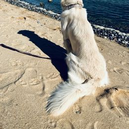 Golden Retriever Puppies from Panhandle PawsNClaws