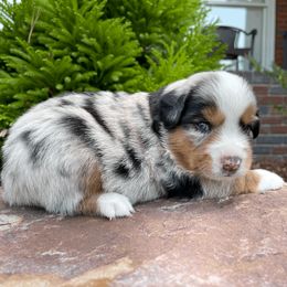 Miniature Australian Shepherd Puppies from Ice Blue Aussies