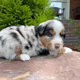 Miniature Australian Shepherd Puppies from Ice Blue Aussies