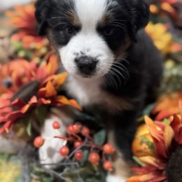 Butternut - Black tri male Miniature Australian Shepherd puppy in Merritt Island, Florida from Space Coast Mini Aussies