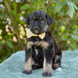 Anne - Phantom female Bernedoodle puppy in Bellville, Ohio from Bernedoodle Buddies