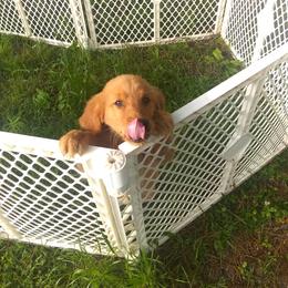 Golden Retriever Puppies from Ginger Snap Golden Retrievers