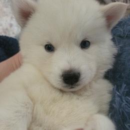 Elise - White female Siberian Husky puppy in Swansea, Illinois from Husky B's