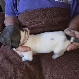 Pink Girl 3 - White and liver female German Shorthaired Pointer puppy in Lindsay, California from Dori's Danes