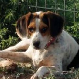 Remi - Beagle