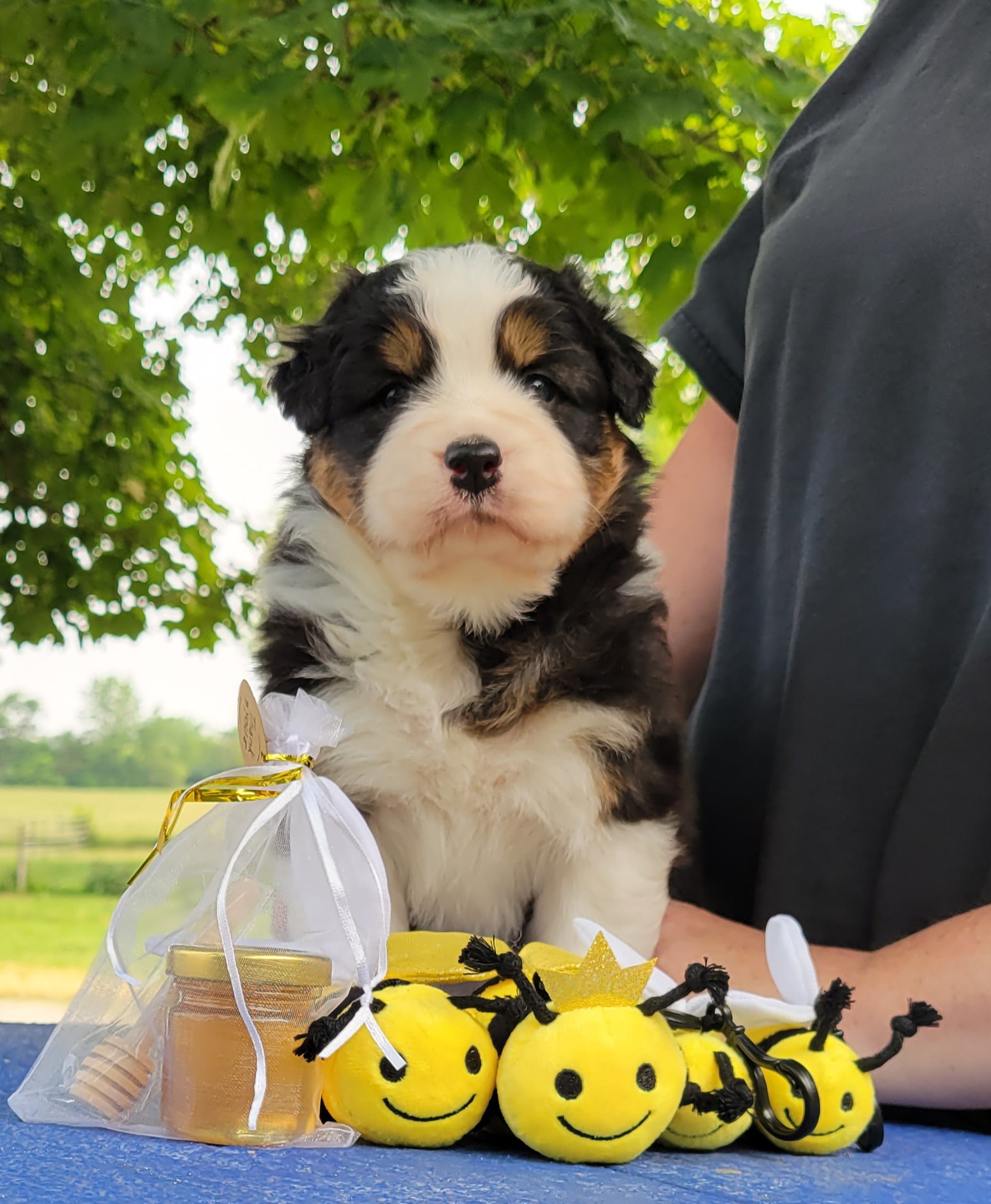 Australian Shepherd and Havanese Puppies from Celtic Brae Australian Shepherds & Havanese