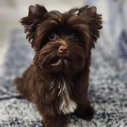 Pup 1 - Chocolate, tan and white male Yorkshire Terrier puppy in Polk City, Florida from Yorkies by Casey