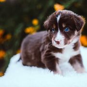 German Shepherd and Sporty Mix Puppies from Savage K9 Kennels