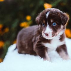 German Shepherd and Sporty Mix Puppies from Savage K9 Kennels