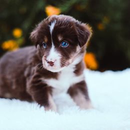 German Shepherd and Sporty Mix Puppies from Savage K9 Kennels