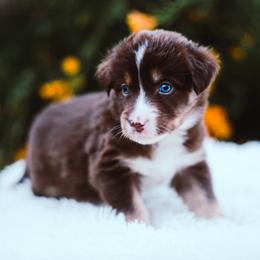 German Shepherd and Sporty Mix Puppies from Savage K9 Kennels