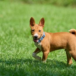 Basenji Puppies from Haus Annandael Basenjis