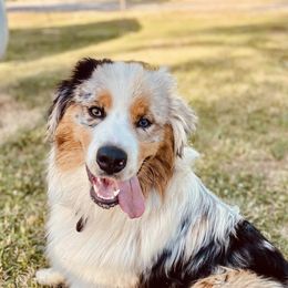 Australian Shepherds from Shaggy Shepherd Farm