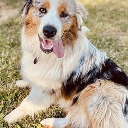 Australian Shepherds from Shaggy Shepherd Farm