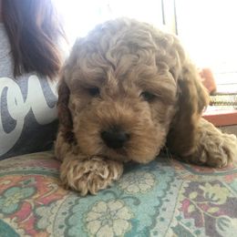 Cockapoo Puppies from Maple’s Cockapoo Puppies