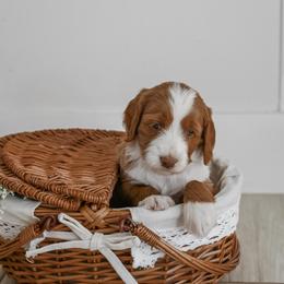 Tulip - Red  female Goldendoodle puppy in Salem, Virginia from Aloha Doodles & Poodles