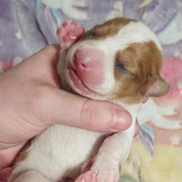 CKC Cream dapple pie boy - Piebald male Dachshund puppy in Springdale, Washington from TNT MINI DACHSHUNDS