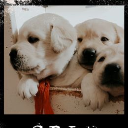 Labrador Retriever Puppies from Silver Birch Labrador Retrievers