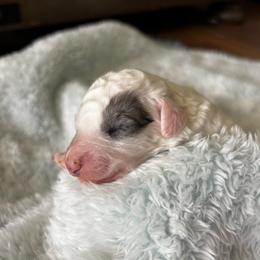 Liberty - Blue merle female Aussiedoodle puppy in Lake City, Florida from North Florida Poodles and Doodles