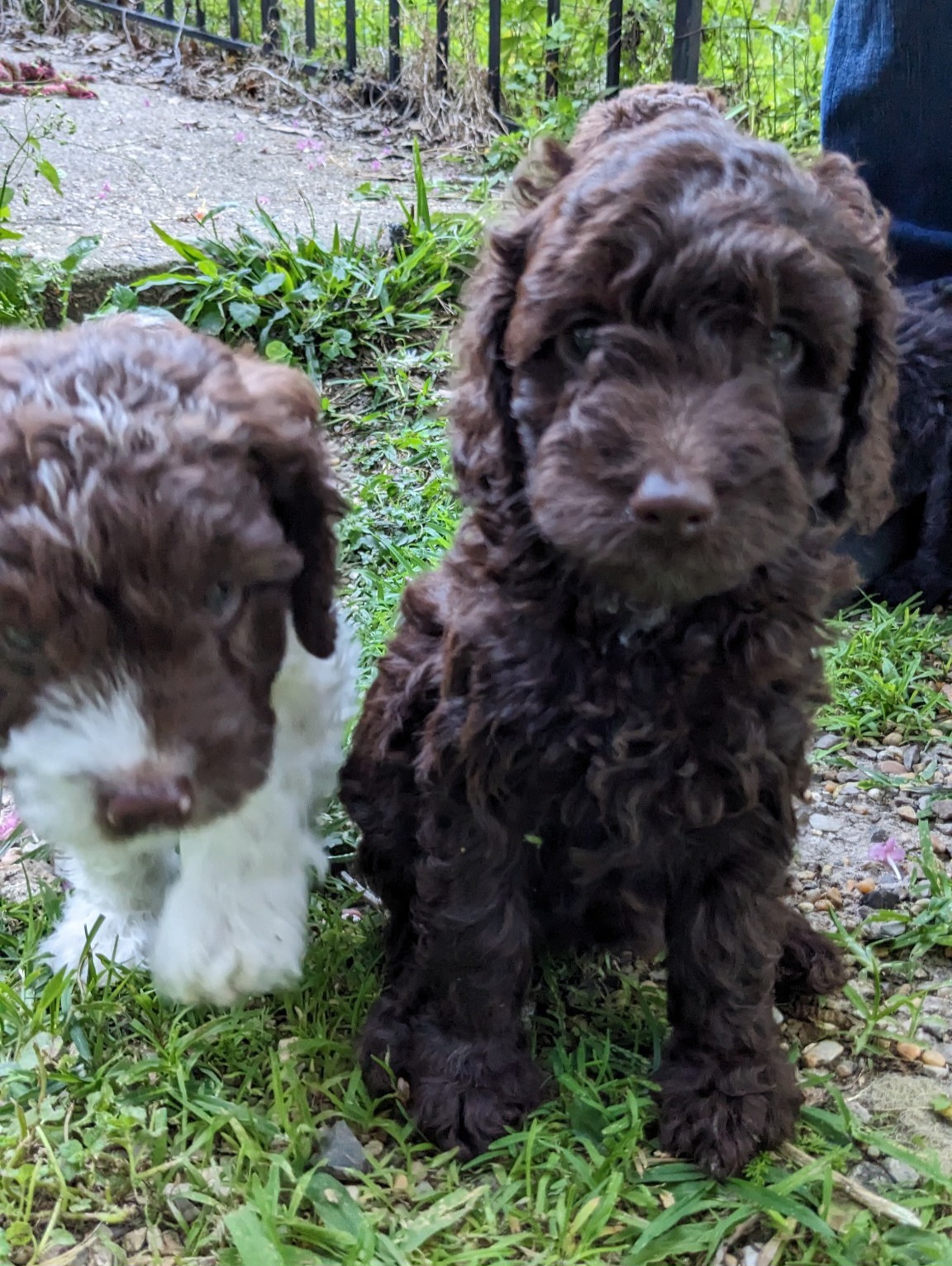 Cockapoo Puppies from Cano Cockapoos