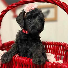 Lucy - Black female Pyredoodle puppy in Willacoochee, Georgia from Kitandkboodle's Doodles